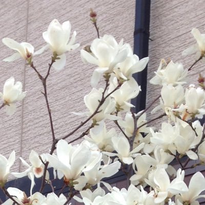 magnolia03301 Profile Picture