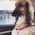 Petlover (@petlove54807253) Twitter profile photo Petlover (@petlove54807253) Twitter profile photo