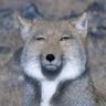 rey__s7's profile picture. 第五人格/AL¨̮♡/亡霊