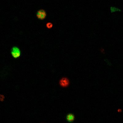 We study root cell type environmental responses, root-rhizosphere interactions & circadian control of nodulation. The lab head is Professor Miriam Gifford.