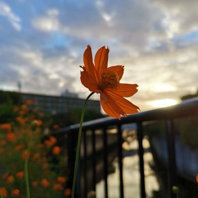 liuli75799729's profile picture. 