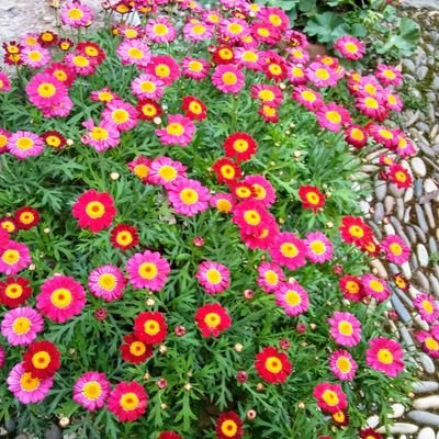 SanchoLope's profile picture. Podrán cortar todas las flores pero no detener la primavera.
(P.Neruda)
Mantenerse en equilibrio es difícil, pero lo sigo intentando.