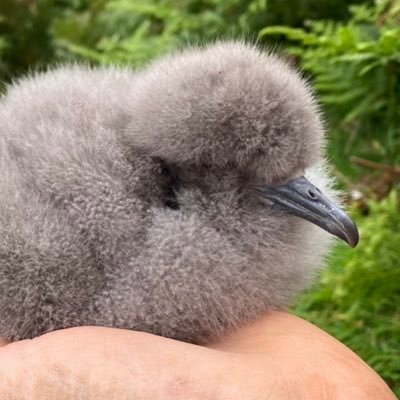 One of two Bird Observatories in Wales. Monitoring the wildlife on Bardsey Island since 1953. Come and stay in our comfortable accommodation at Bardsey Lodge.