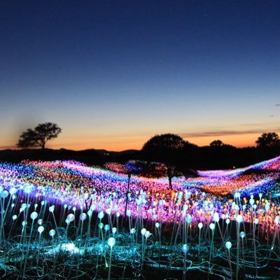 British artist Bruce Munro is best known for immersive large-scale light-based installations inspired largely by his interest in shared human experience.