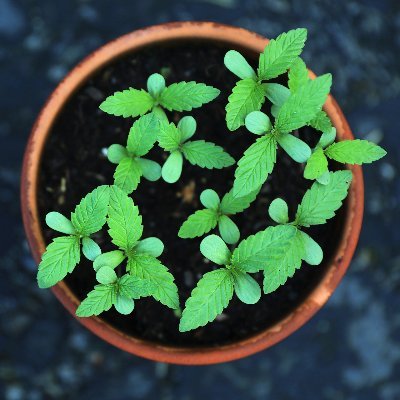 We believe in using beneficial insects for prevention of pest infestations.
Facebook: BioBloomed
Instagram: @biobloomed
LinkedIn: BioBloomed