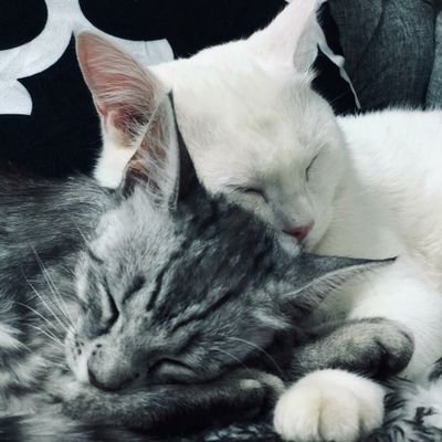 abodklad_56's profile picture. 