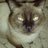 MOENIOTAM's profile image
