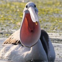 Bruh (@dcgmatthew) 's Twitter Profile