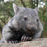 Tenacious_Wombat(@WombatTenacious) 's Twitter Profile Photo