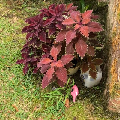 NotimeforBS4's profile picture. My wonderful smiling personality