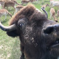 bill buffer (@bill_buffer) 's Twitter Profile