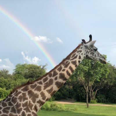 kimberfol's profile picture. 