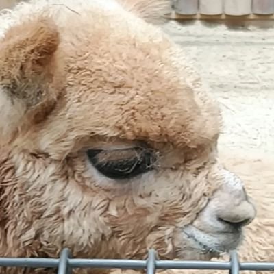 15panda30's profile picture. ディーンさんのお人柄に惹かれ、尊敬してます✨　ビジュアルも声も大好きです♡　古典ミステリーにも目がありません💕　可愛い動物、抹茶なども大好きです😊