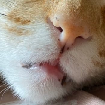 猫にもふりたい 簿記2級勉強中 Mikan Twitter 猫にもふりたい 簿記2級勉強中 Mikan Twitter
