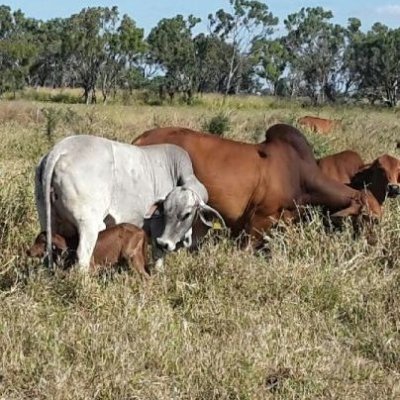 Cattle farmer,

Love Fluid Art, Digital Art, Acrylic Painting, and, now Watercolor as well.

 and, Love the Whitsundays.