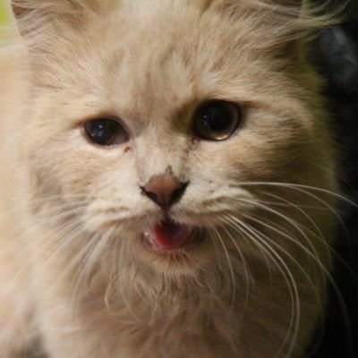 hendribekool's profile picture. Aduh ngantuk :(