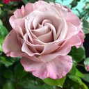 Caroline McDonald - @carrie_rose1 - Twitter