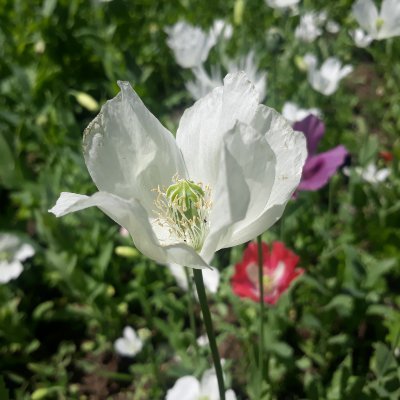 Muntazirabbasd1's profile picture. #SALAAM_YA_HUSSAIN(as)

The m0st merciful person is the one who forgives when he is able to take revenge. 
           #IMAM_HUSSAIN(as)