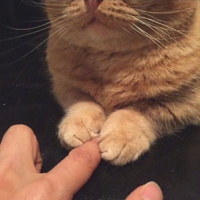 حسبنا الله سيؤتينا الله من فضله انا الى ربنا راغبون