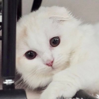 スコティッシュフォールドの折れ耳おんなのこ🐈