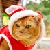แมวทองมี กวีพเนจร (@thmeow) Twitter profile photo แมวทองมี กวีพเนจร (@thmeow) Twitter profile photo