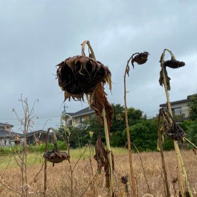 すりごま 1日1回こうしくん その8 とっとこハム太郎でぶち殺したいキャラランキング一位 ハムタロサァン Http T Co Hye7lgceie すりごま 1日1回こうしくん その8 とっとこハム太郎でぶち殺したいキャラランキング一位 ハムタロサァン Http T Co Hye7lgceie