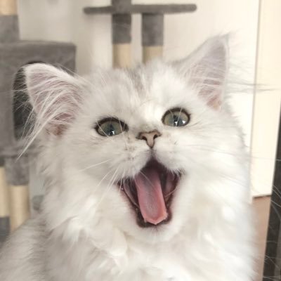 ikachan_04's profile picture. 🫶ゲーム、どうぶつの森、たまごっち、らっだぁ、-真天地開闢集団-ジグザグ、WANDS、🆕ソフビ🫶