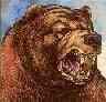 He/Him I am a Bear. I have Bear Powers