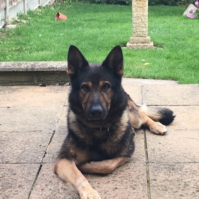 My name is Tomo, I am a retired West Midlands Police dog. I have a new family now,and I am loved and spoiled very much 🐾🐕🦺🐾
