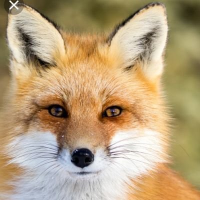 FoxesFps's profile picture. Twitter account for Miss Maunder and Year 6 Nurture 😀