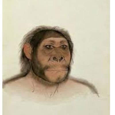 turupithecus Profile Picture