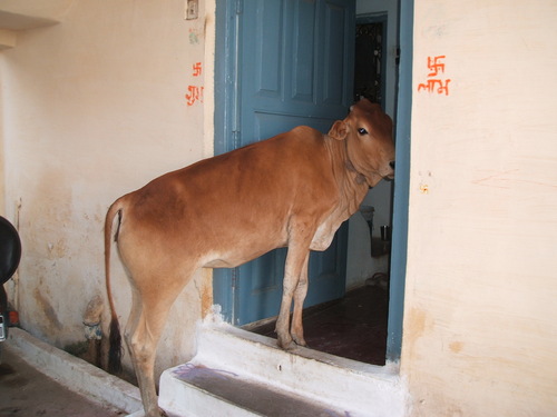 𝖄𝖔𝖘𝖍𝖎𝖍𝖎𝖗𝖔 𝕺𝖟𝖆𝖐𝖎