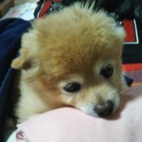 ヤマヒロ (@winsrlhgbweafs0) 's Twitter Profile