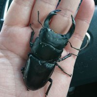 hideboo72 (@hideboo72) 's Twitter Profile
