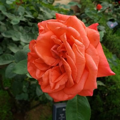 Iiさんのプロフィール画像