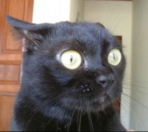 ivkusan's profile picture.