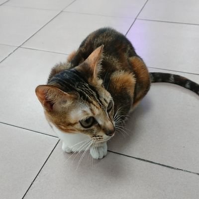 Omine パワプロアプリにようやくアルベルトさん来るかもしれん 笑 歴代パワプロシリーズよりパワポケシリーズの方がプレイ時間多い自分には神企画
