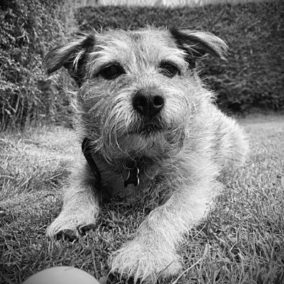 Mischievous border terrier cross, lover of tennis balls & eating cushions!Therapy Dog with Alzheimers Society & Volunteering Matters.  Instagram: lifeofrileymc1