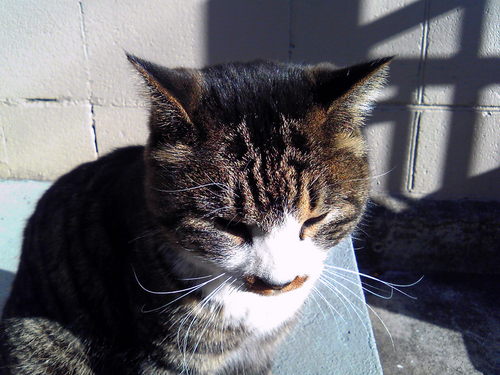 Natboy's profile picture. 最近はお笑い関連に関心強め