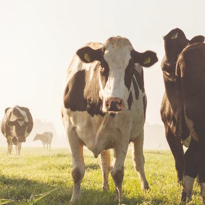 The fund provides grants to children of farmers studying courses related to the dairy industry. Applicants must live in Cornwall, Devon, Dorset or Somerset.