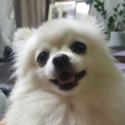 Dc Jiu's famous dog Cherry
(fanacc)