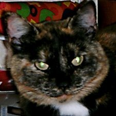 freesian946's profile picture. On ne voit bien qu'avec le cœur, l'essentiel est invisible pour les yeux ت