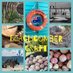 Beachcomber Craft (@thebeachcrafter) Twitter profile photo Beachcomber Craft (@thebeachcrafter) Twitter profile photo