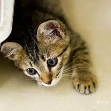 hounorinen's profile picture. IT企業に所属・マイクロソフトSEでシステム管理技術者。Windows系システムの導入・設置・保守・運用(クラウド技術含む)・コンサルに長年従事。社会派つまり現実の社会問題に重きを置いてニュースを斬る！The following return is that Japanese only runs.