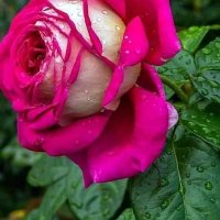 IKRAMUL HAQUE SIDDIQUI (@ikramulhaquesi1) 's Twitter Profile