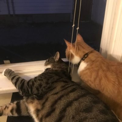 Two chonky (some might say very healthy) boys living in a pandemy. Views are our own. DSA Cat Caucus members.