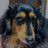 shingo_wolfy57's profile image