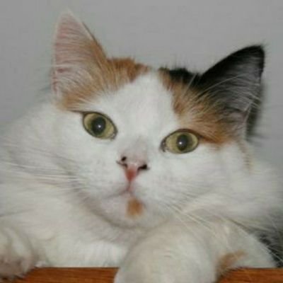 MiguelAMartnez8's profile picture. Feliz padre de dos Hijas y cuatro gatas,
Socialista y ateo practicante, claro que sí.