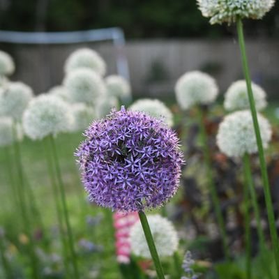 Trying to keep plants alive in my garden in Northumberland