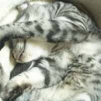 shiho (@shiho7102) 's Twitter Profile